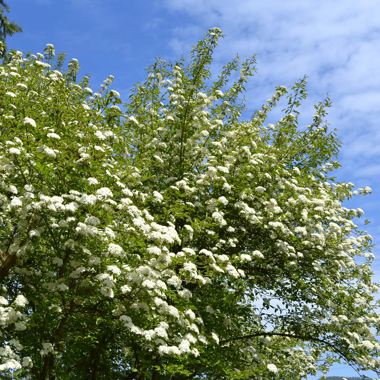 Bare Root Black Haw Viburnum (Viburnum prunifolium) - Image 2