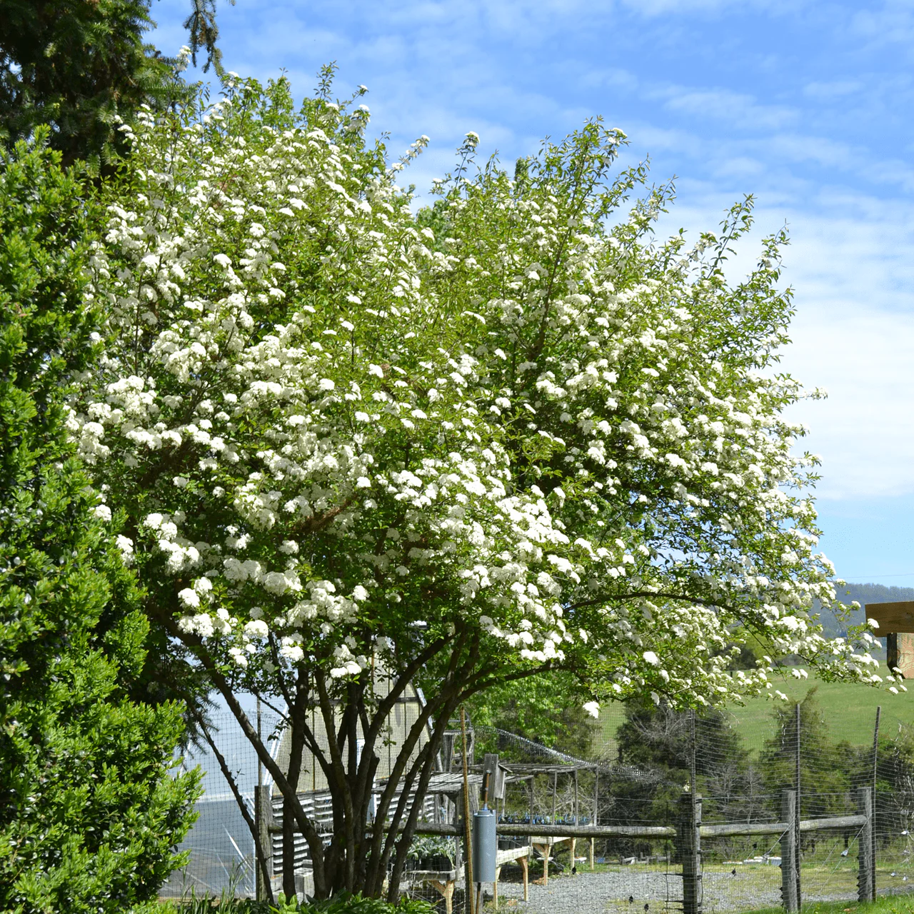 Bare Root Black Haw Viburnum (Viburnum prunifolium) - Image 3