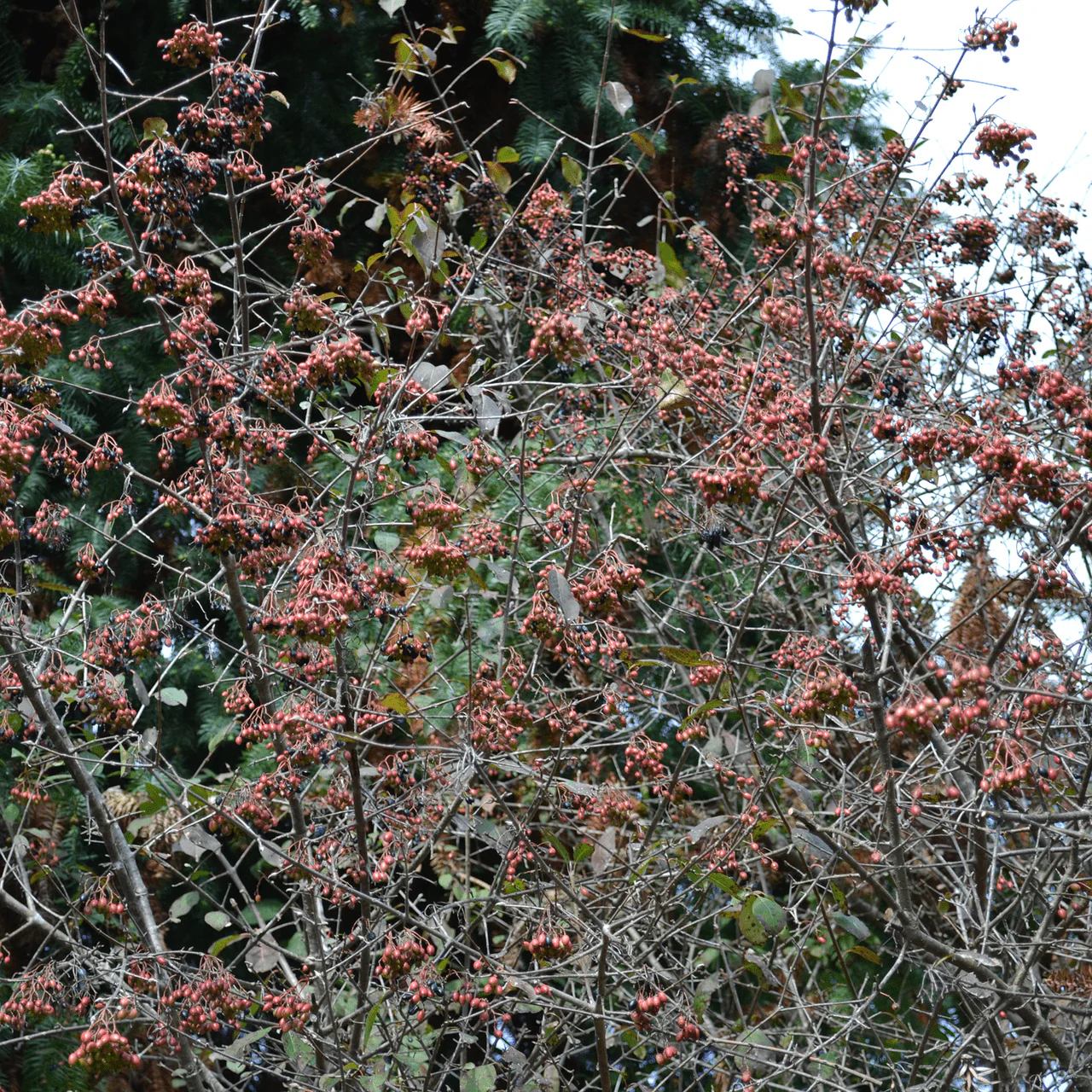 Bare Root Black Haw Viburnum (Viburnum prunifolium) - Image 4