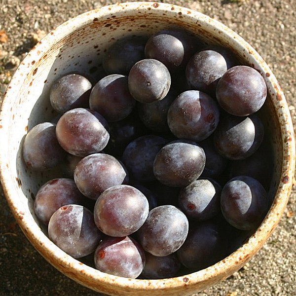 Bare Root Blue Damson Plum ( Prunus insititia) - Image 2