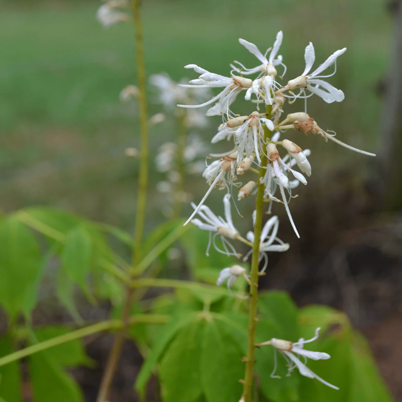 Bare Root Bottlebrush Buckeye (Aesculus parviflora) - Image 2