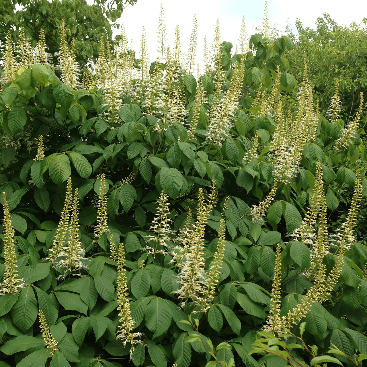 Bare Root Bottlebrush Buckeye (Aesculus parviflora) - Image 3
