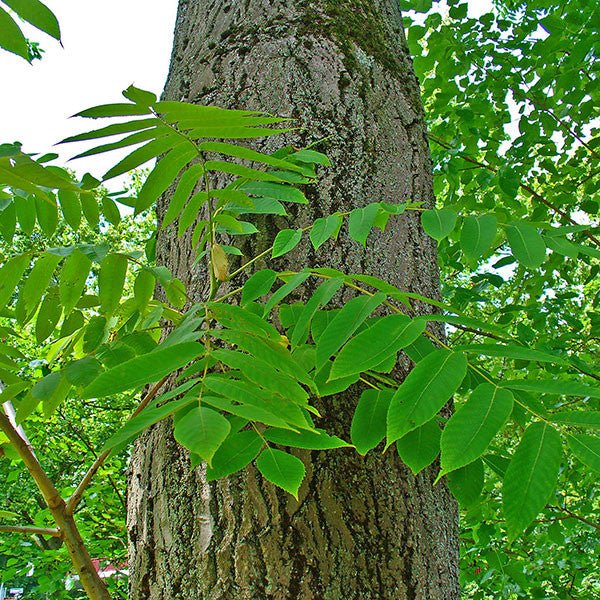 Bare Root Butternut (Juglans cinerea) - Image 3