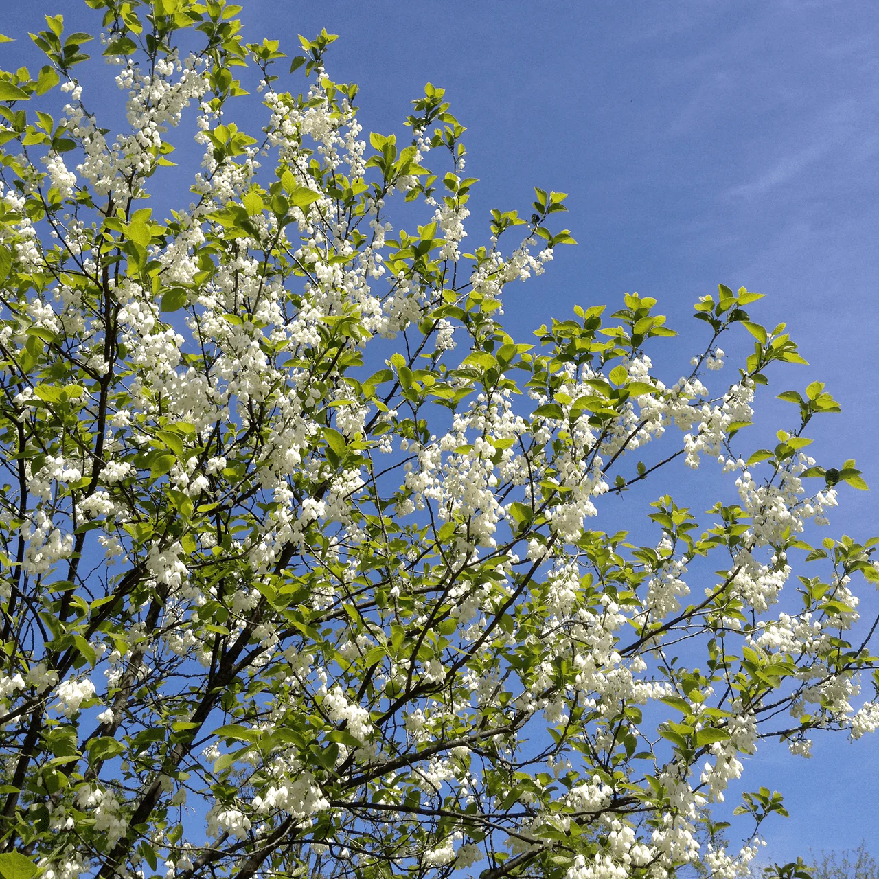 Bare Root Carolina Silverbell Tree (Halesia tetraptera) - Image 3