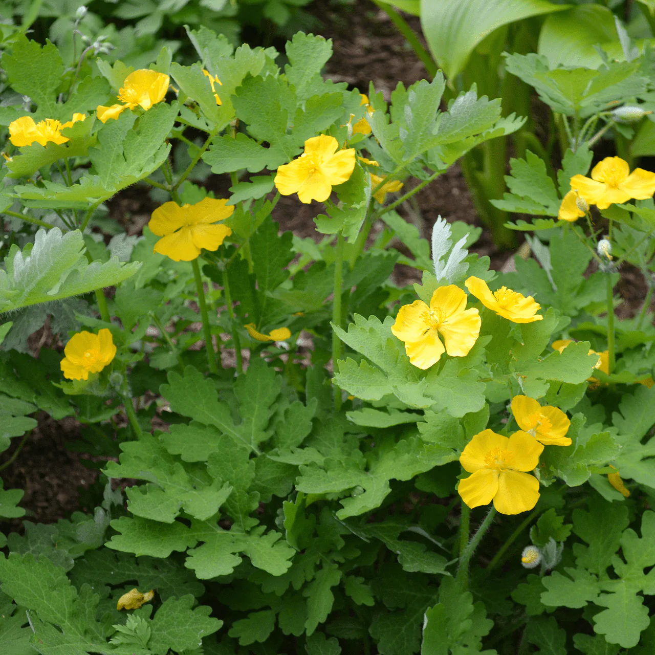 Bare Root Wood Poppy (Stylophorum diphyllum) - Image 2