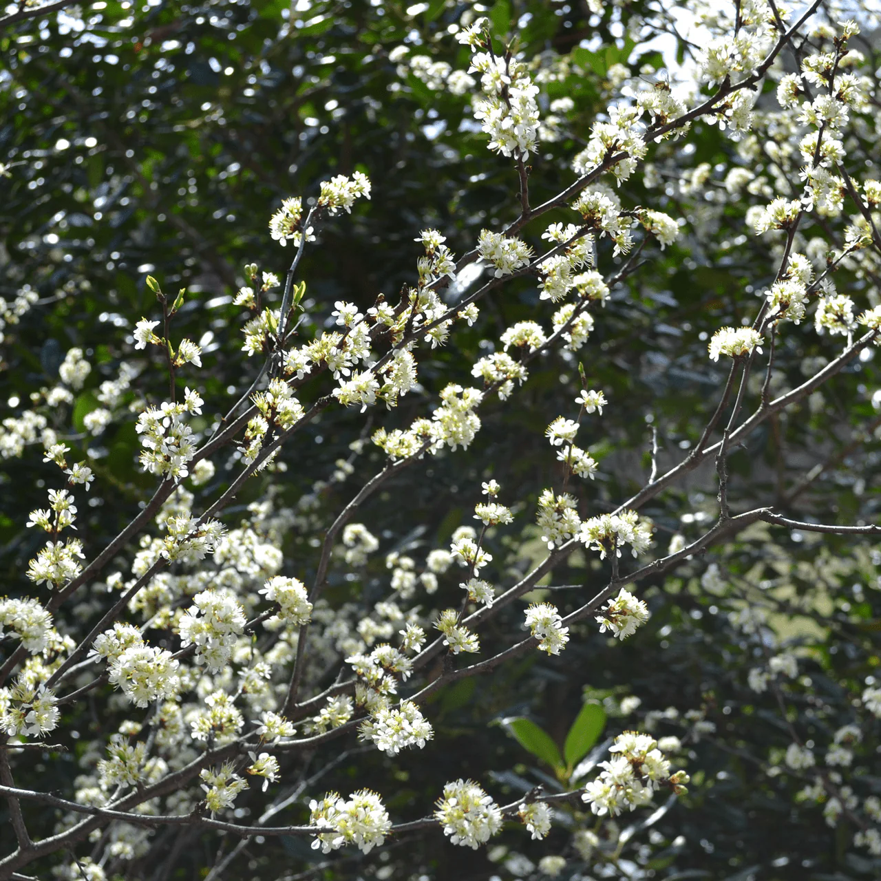 Bare Root Chickasaw Plum (Prunus angustifolia) - Image 2