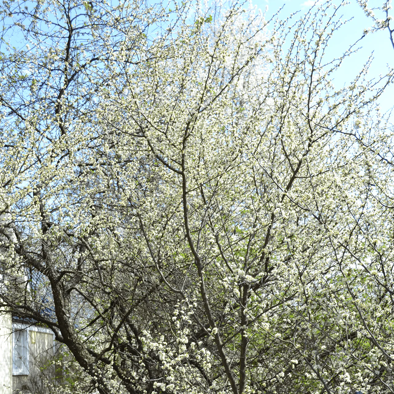 Bare Root Chickasaw Plum (Prunus angustifolia) - Image 3