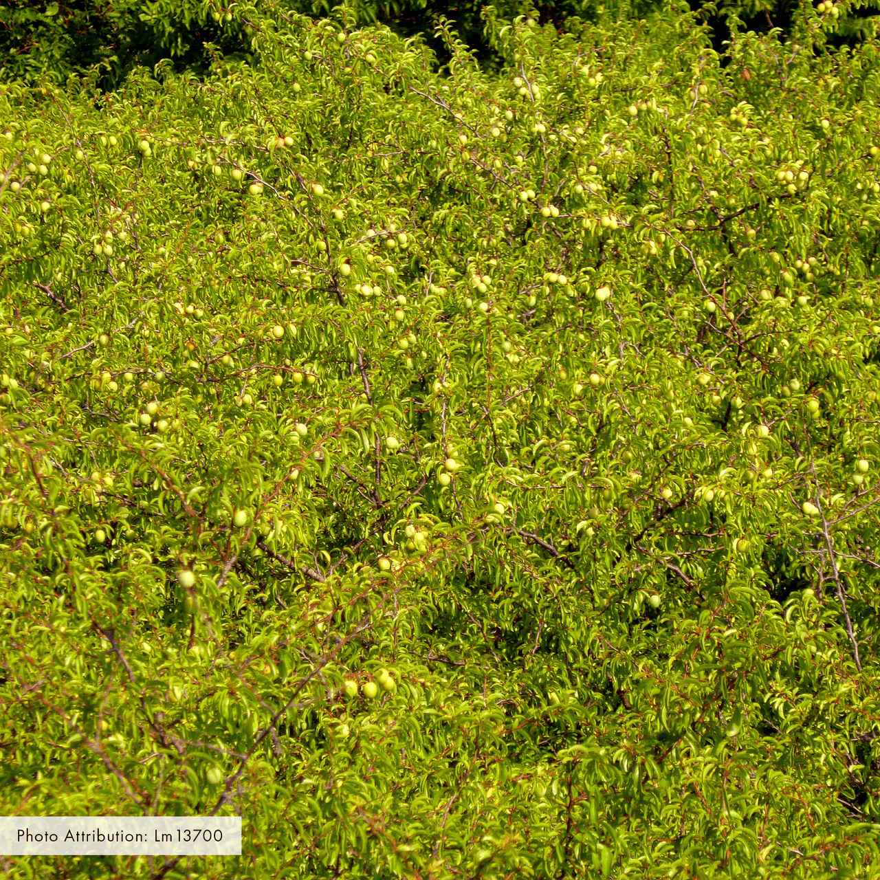 Bare Root Chickasaw Plum (Prunus angustifolia) - Image 4