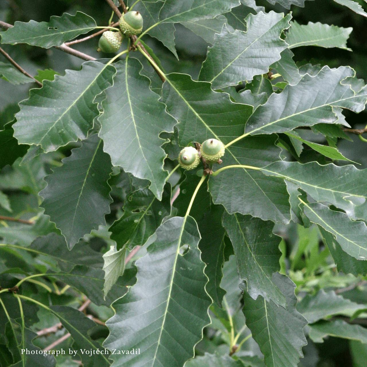 Bare Root Chinkapin Oak (Quercus muehlenbergii) - Image 2