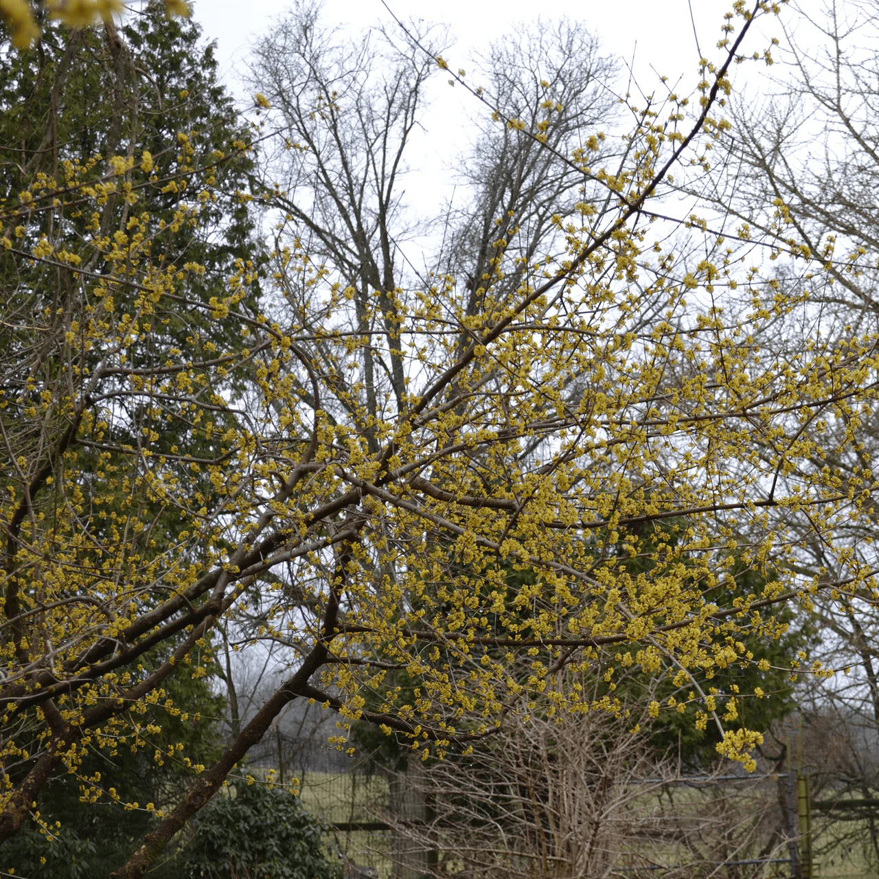 Bare Root Cornelian Cherry (Cornus mas) - Image 2