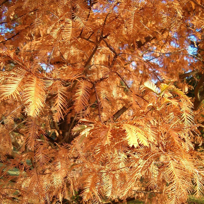 Bare Root Dawn Redwood (Metasequoia glyptostroboides) - Image 2