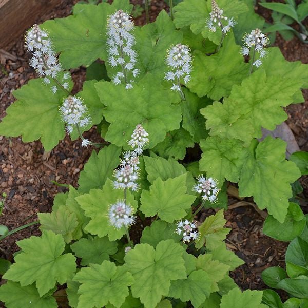 Bare Root Heartleaf Foamflower (Tiarella cordifolia) - Image 2
