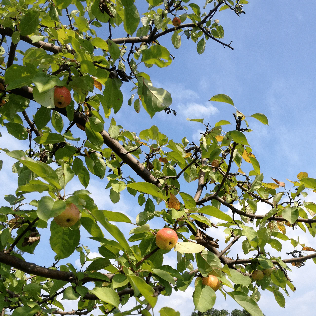 Bare Root Hewes Crab Apple Tree (Malus cv.) - Image 2