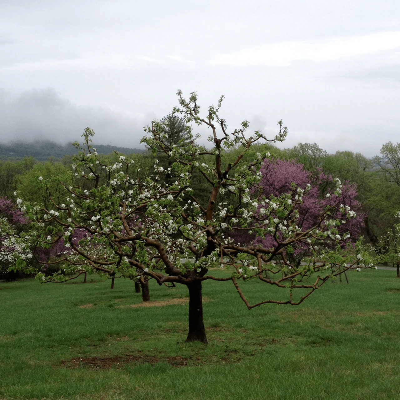 Bare Root Hewes Crab Apple Tree (Malus cv.) - Image 3