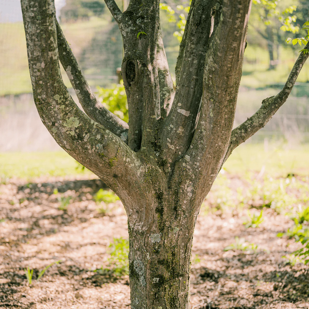 Bare Root Ironwood (Carpinus caroliniana) - Image 2