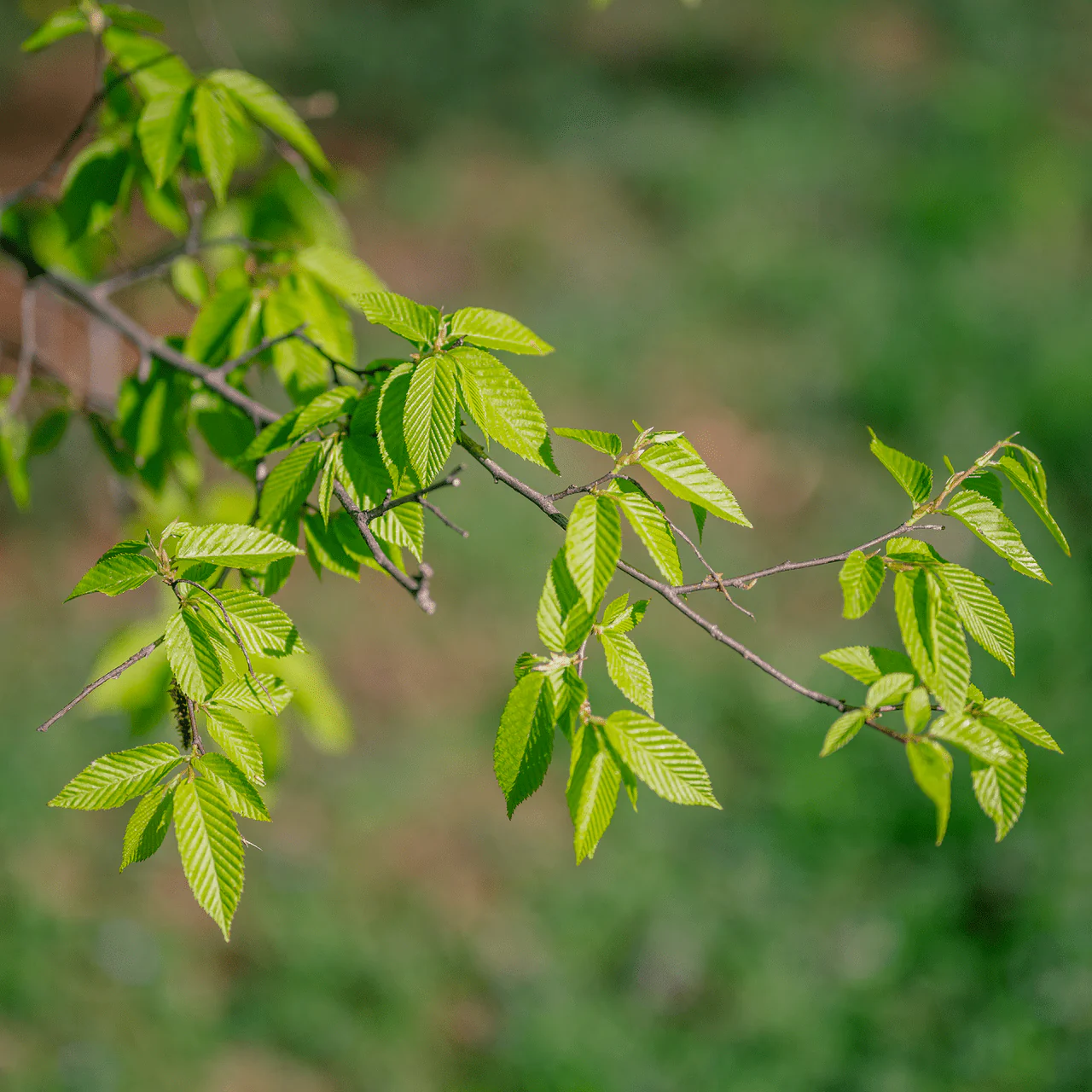 Bare Root Ironwood (Carpinus caroliniana) - Image 5