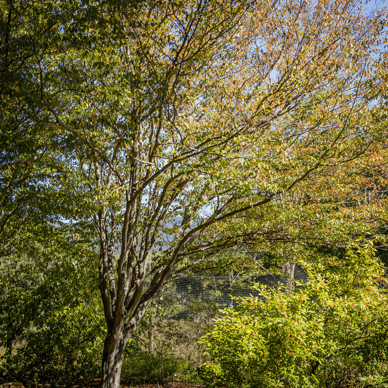 Bare Root Ironwood (Carpinus caroliniana) - Image 7