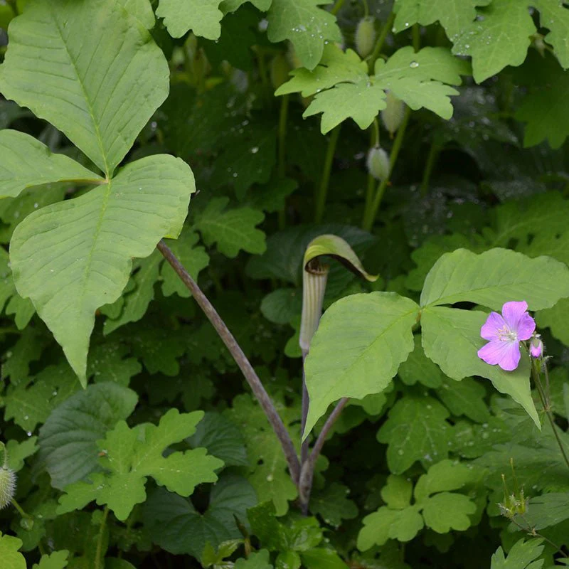 Bare Root Jack in the Pulpit (Arisaema triphyllum) - Image 2