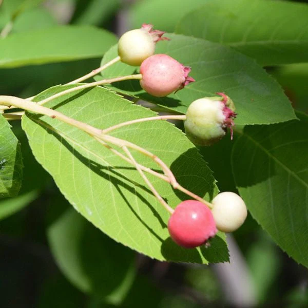 Bare Root Juneberry (Amelanchier canadensis) - Image 2