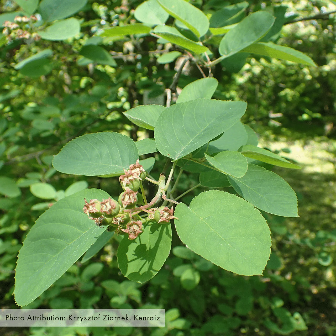 Bare Root Juneberry (Amelanchier canadensis) - Image 3