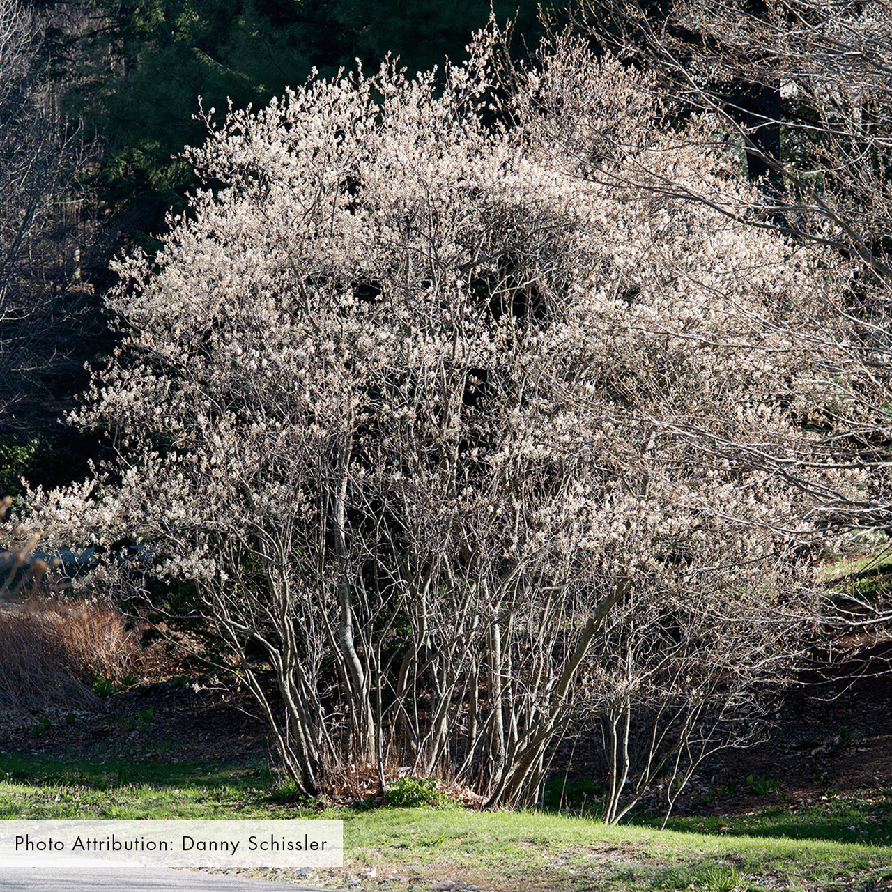 Bare Root Juneberry (Amelanchier canadensis) - Image 4
