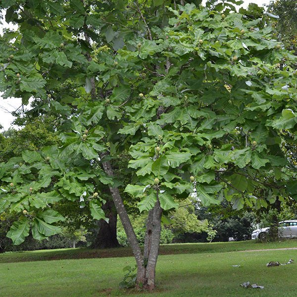 Bare Root Large-leaved Magnolia (Magnolia macrophylla) - Image 4
