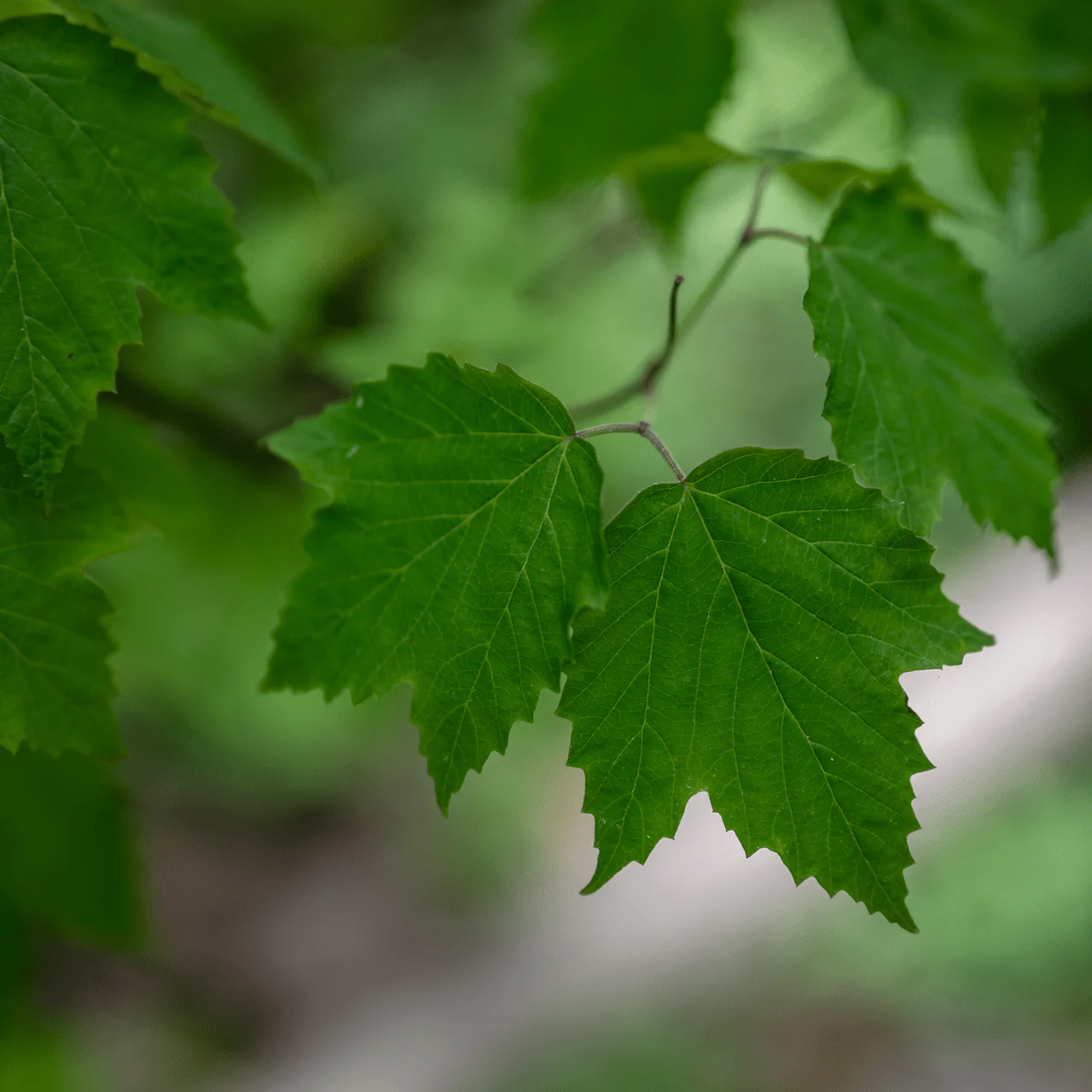 Bare Root Mapleleaf Viburnum (Viburnum acerifolium) - Image 2