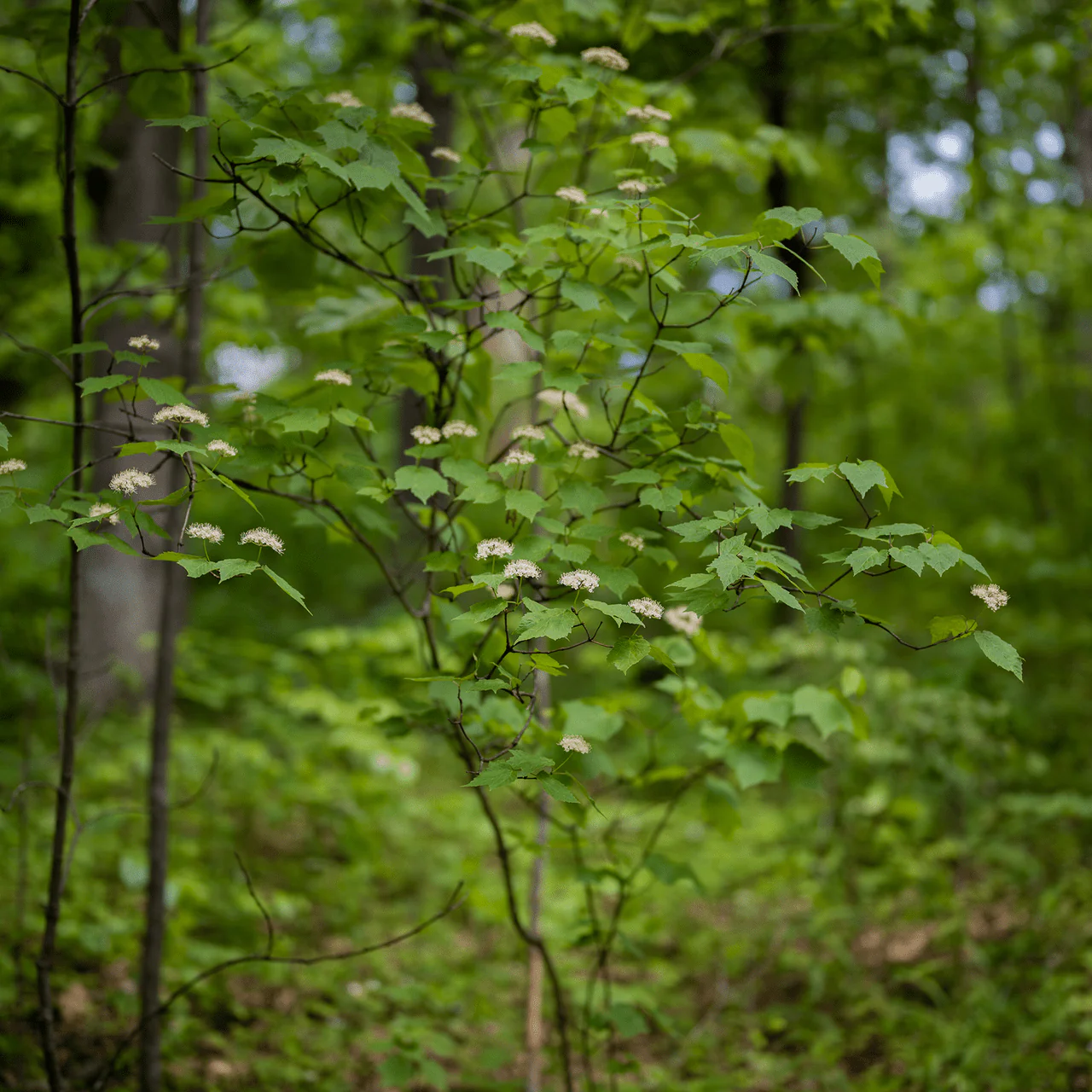 Bare Root Mapleleaf Viburnum (Viburnum acerifolium) - Image 3