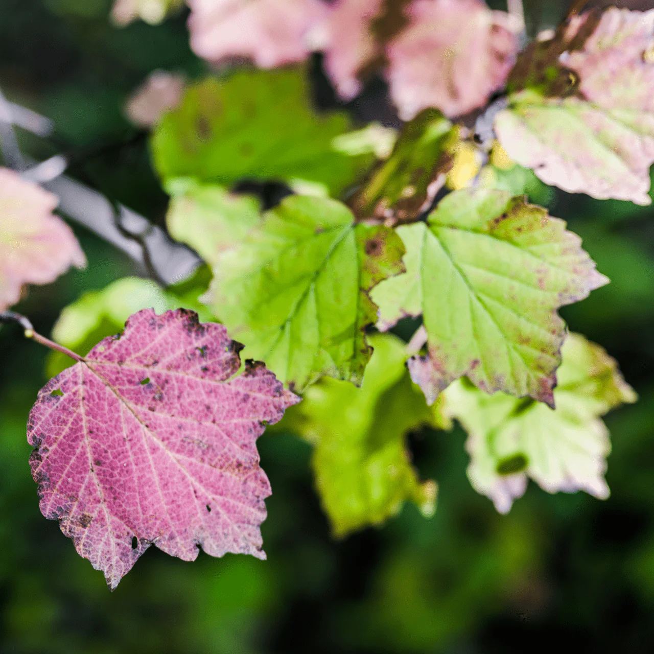 Bare Root Mapleleaf Viburnum (Viburnum acerifolium) - Image 4