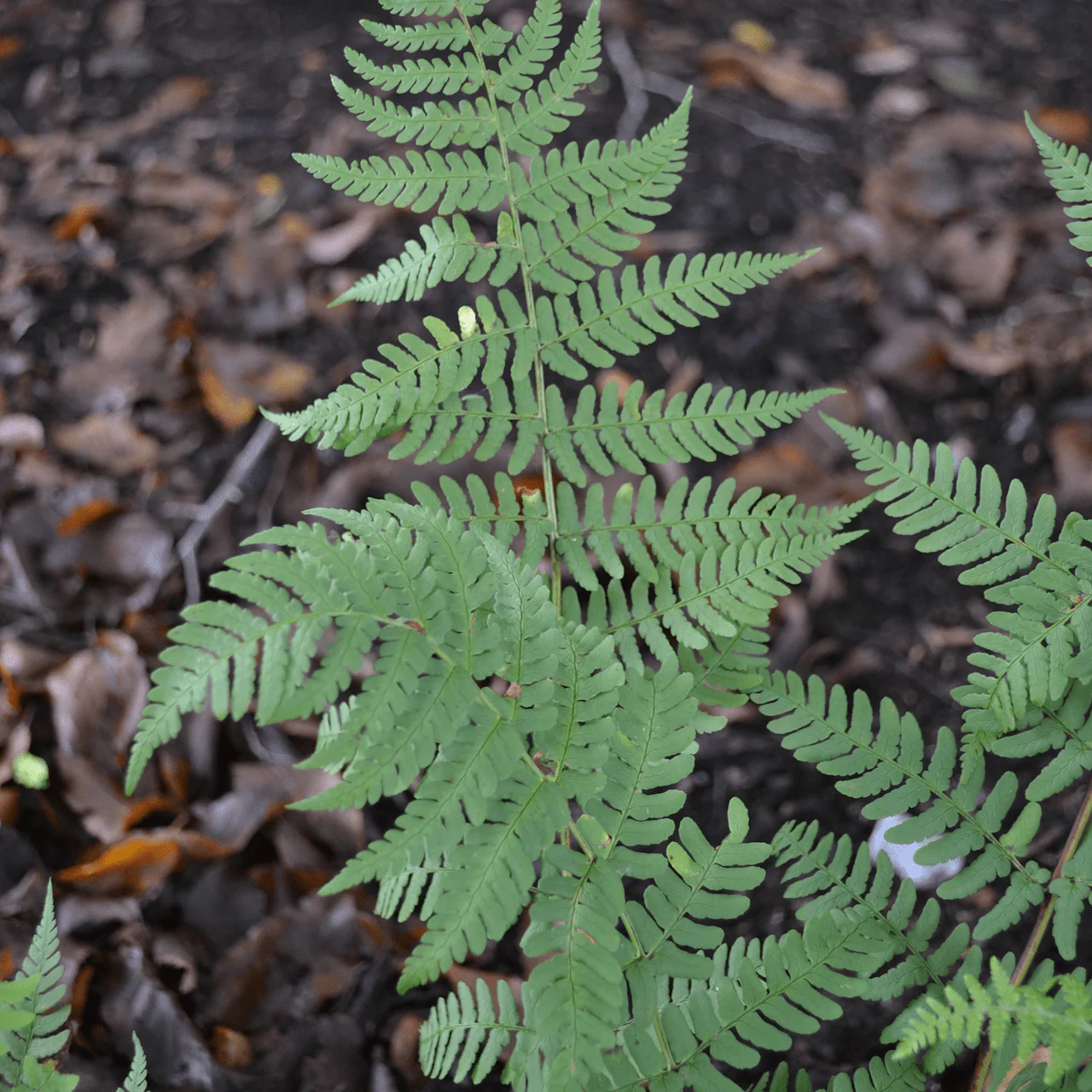 Bare Root Marginal Shield Fern (Dryopteris marginalis) - Image 3