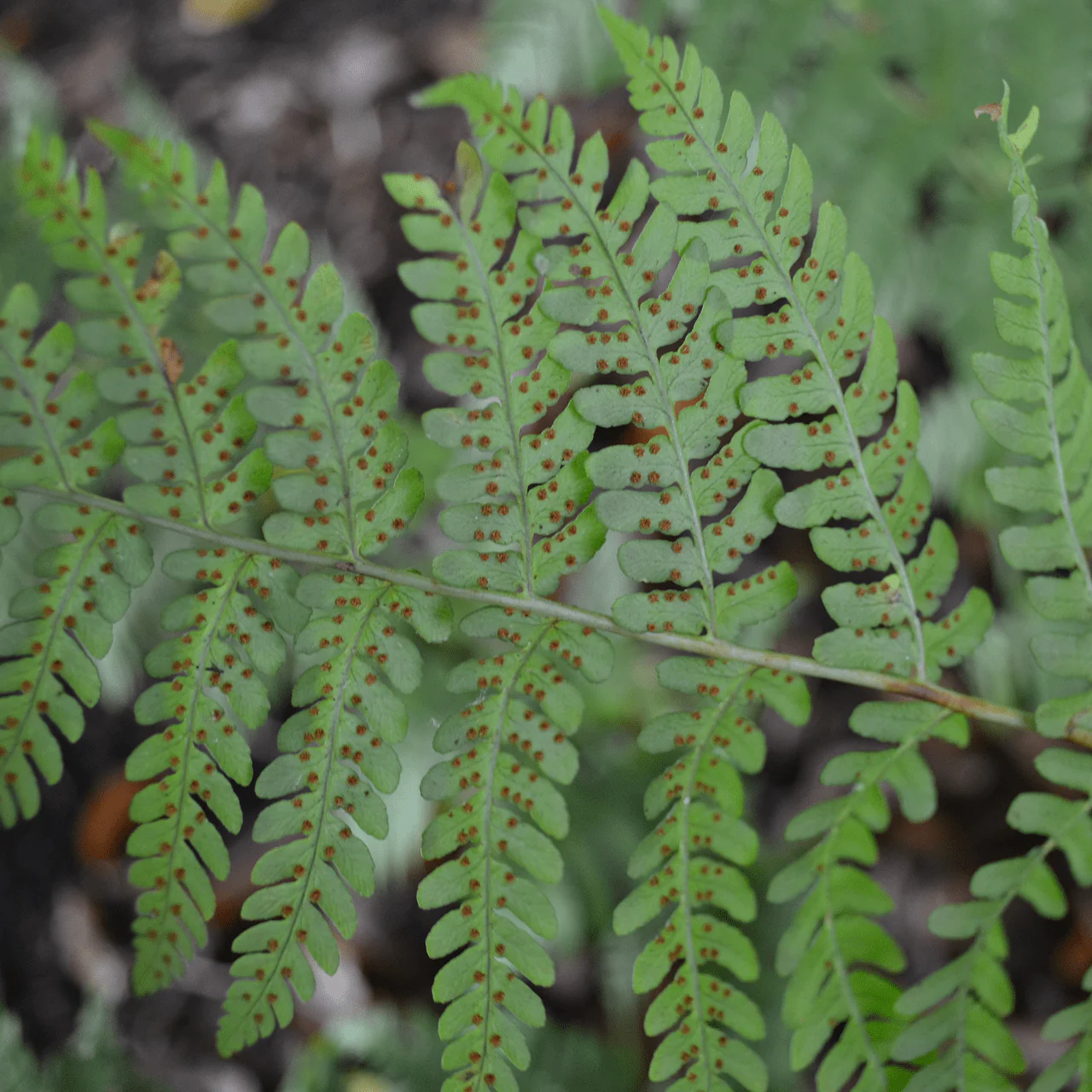 Bare Root Marginal Shield Fern (Dryopteris marginalis) - Image 4