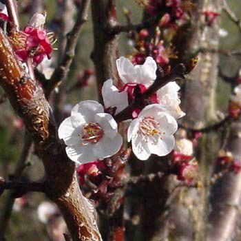 Bare Root Native American Plum (Prunus americana) - Image 2