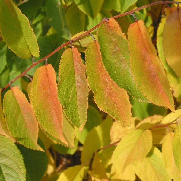 Bare Root Native American Plum (Prunus americana) - Image 3
