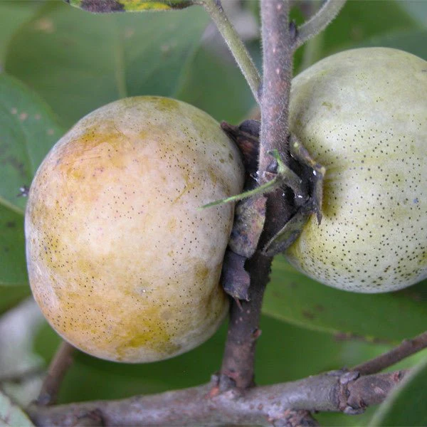 Bare Root Native Persimmon (Diospyros virginiana)