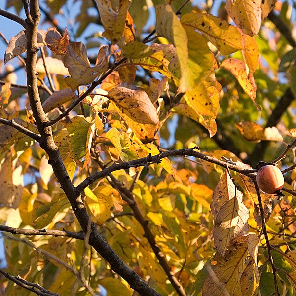 Bare Root Native Persimmon (Diospyros virginiana) - Image 2