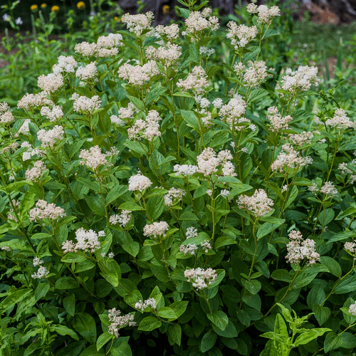 Bare Root New Jersey Tea (Ceanothus americanus) - Image 2