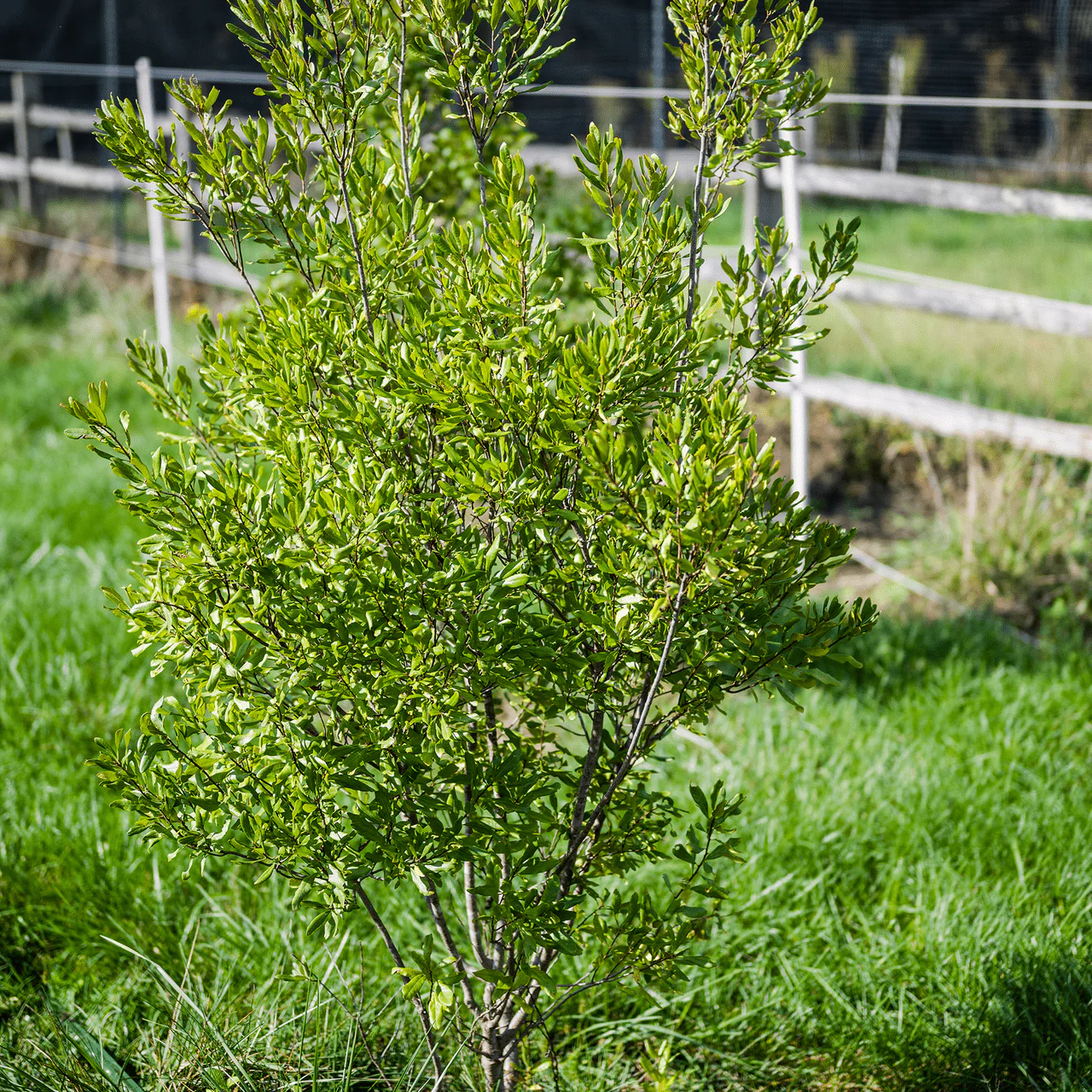 Bare Root Northern Bayberry (Myrica pensylvanica) - Image 3