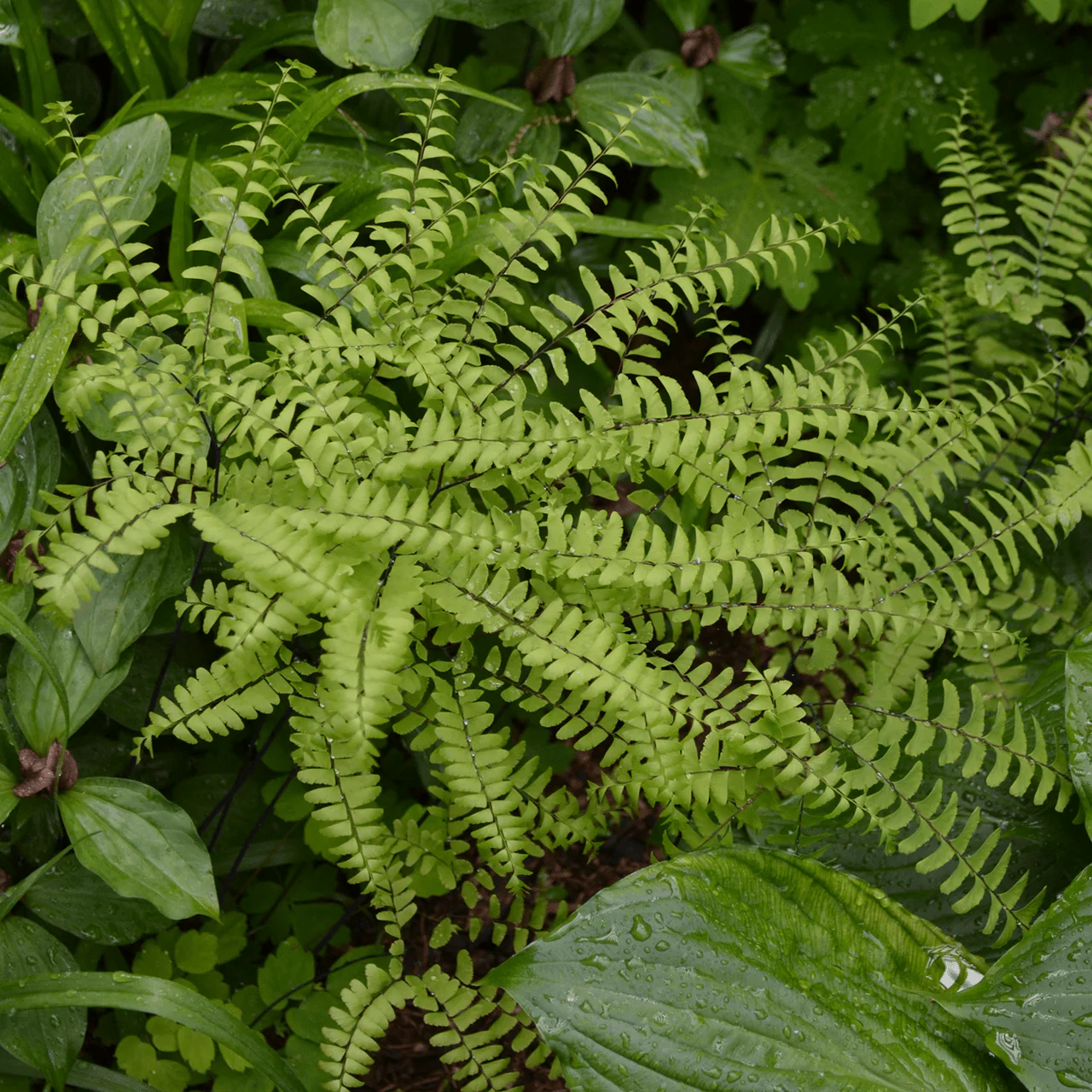 Bare Root Northern Maidenhair Fern (Adiantum pedatum) - Image 2