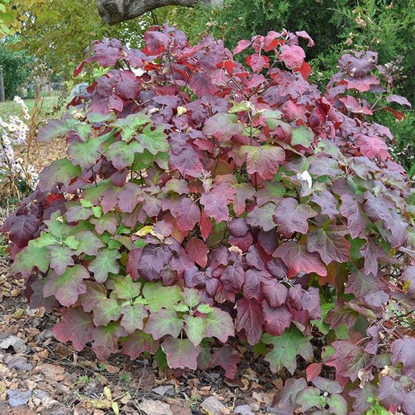 Bare Root Oakleaf Hydrangea (Hydrangea quercifolia) - Image 2