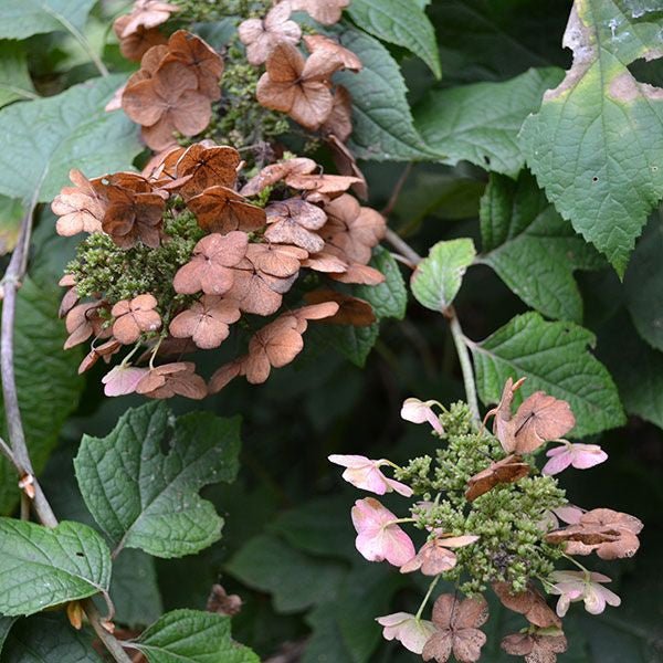 Bare Root Oakleaf Hydrangea (Hydrangea quercifolia) - Image 3