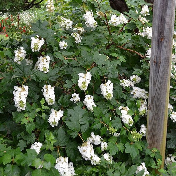 Bare Root Oakleaf Hydrangea (Hydrangea quercifolia) - Image 4