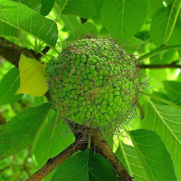 Bare Root Osage Orange (Maclura pomifera) - Image 2