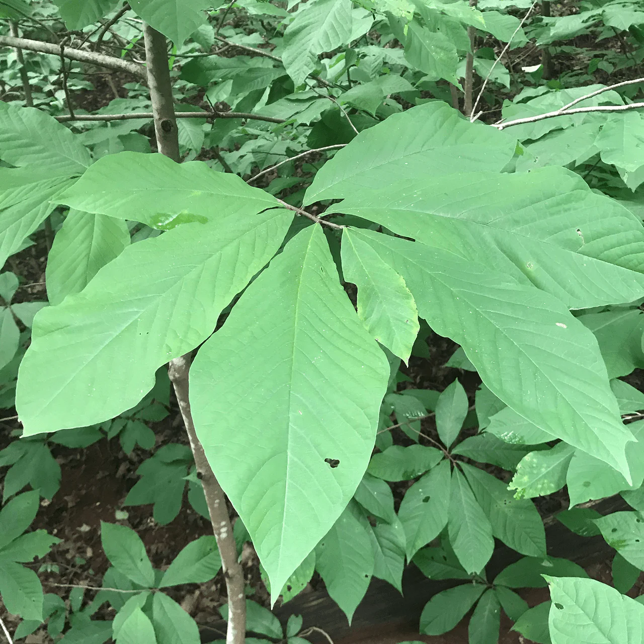 Bare Root Pawpaw (Asimina triloba) - Image 2