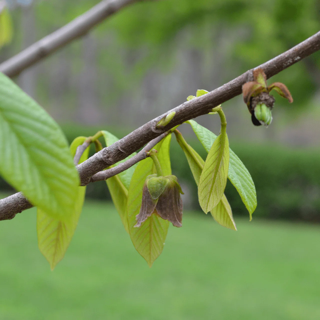 Bare Root Pawpaw (Asimina triloba) - Image 3