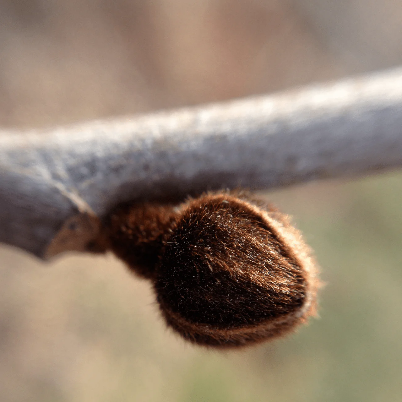 Bare Root Pawpaw (Asimina triloba) - Image 5