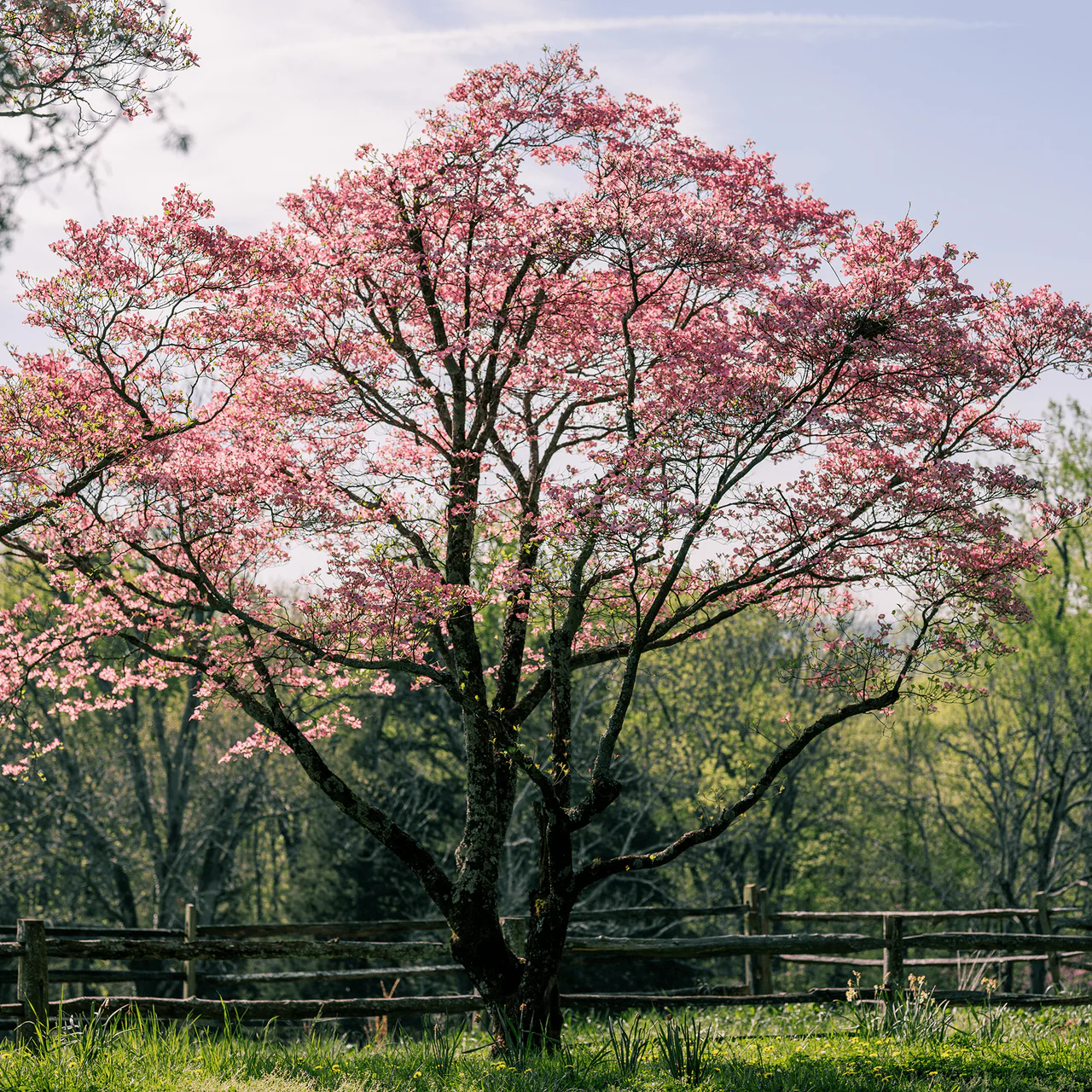 Bare Root Pink Flowering Dogwood (Cornus florida rubra) - Image 2
