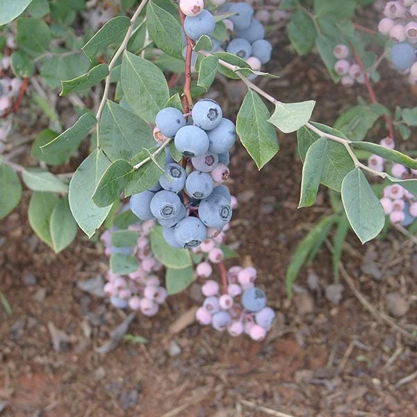 Bare Root 'Powderblue' Rabbiteye Blueberry (Vaccinium virgatum cv.) - Image 2