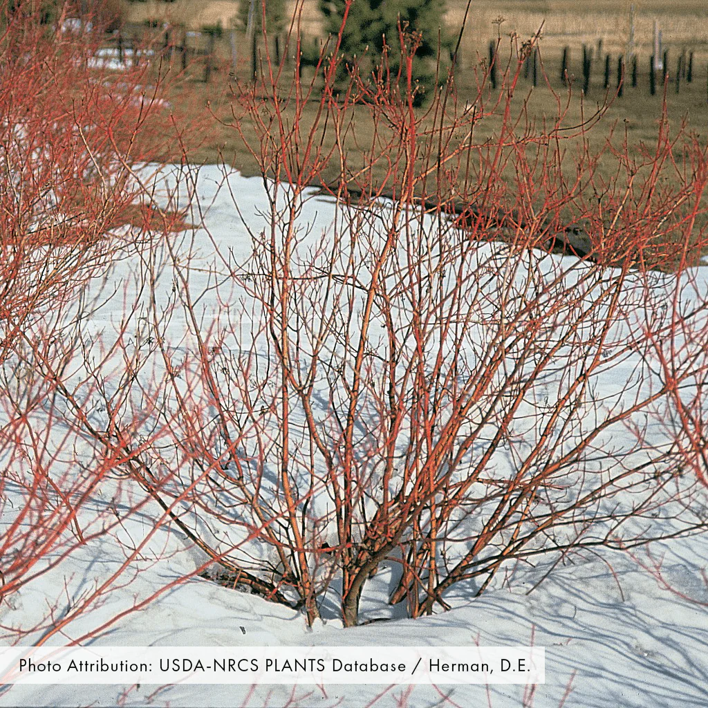 Bare Root Red-osier Dogwood (Cornus sericea) - Image 2