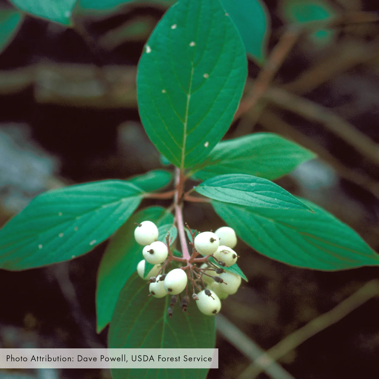 Bare Root Red-osier Dogwood (Cornus sericea) - Image 3