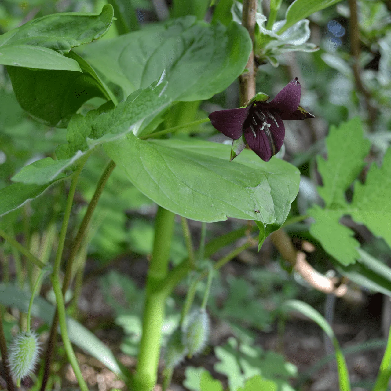 Bare Root Red Trillium, Wake-robin (Trillium erectum) - Image 2